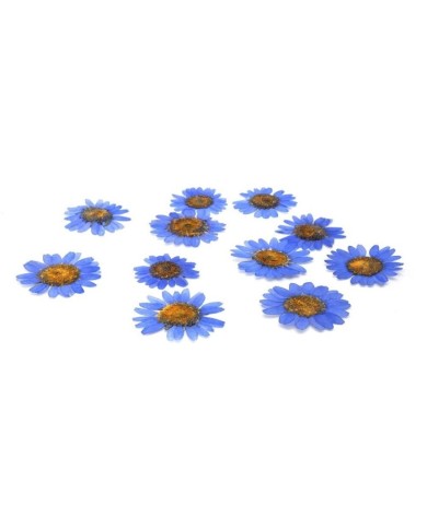 Kurutulmuş Papatya - Mavi 10 Adet