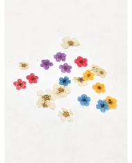 Sakura Mini Kurutulmuş Çiçek - Karışık Renk