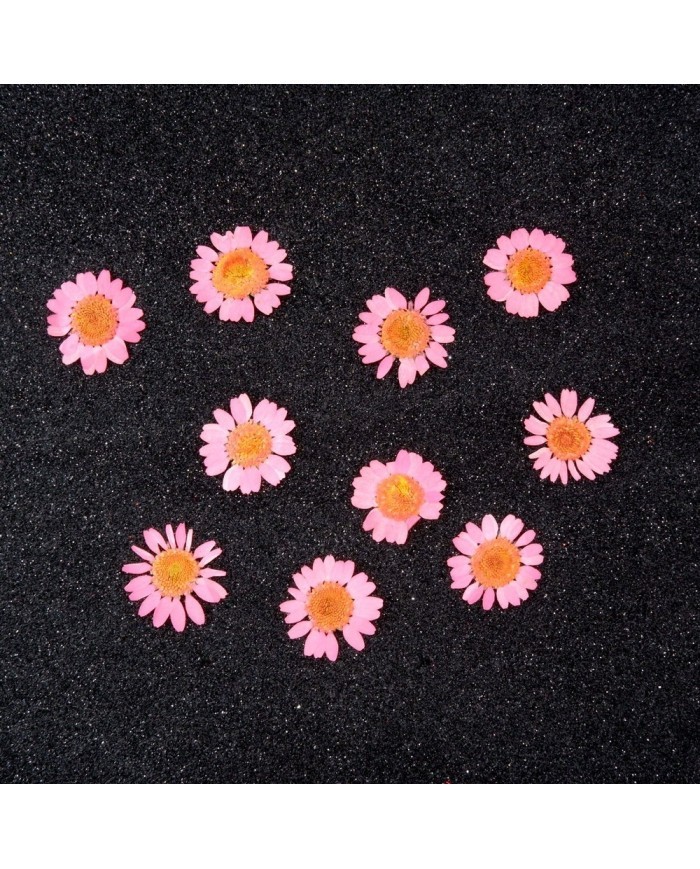 Kurutulmuş Papatya - Pembe 10 Adet