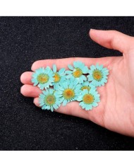 Kurutulmuş Papatya -Turkuaz Mavi 10 Adet