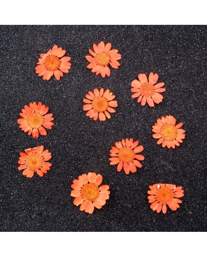 Kurutulmuş Papatya - Turuncu 10 Adet