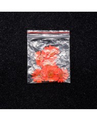 Kurutulmuş Papatya - Turuncu 10 Adet