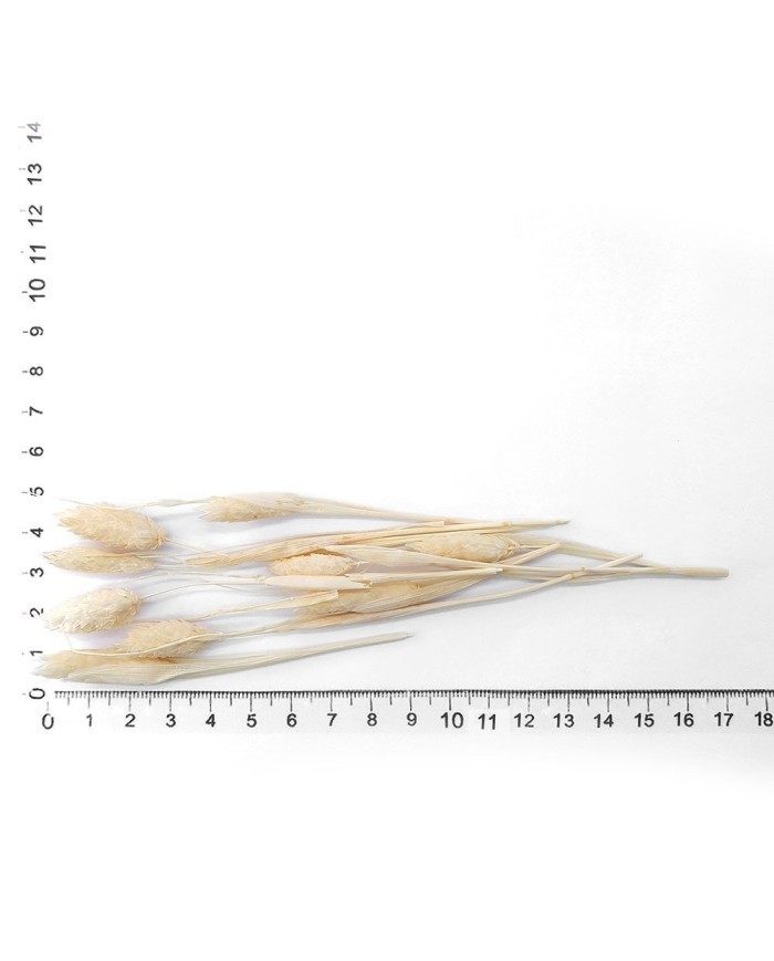 Kurutulmuş Çiçek - Pamuk Otu