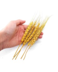 Kurutulmuş Çiçek - Kuru Başak Otu