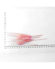 Kurutulmuş Çiçek - Kuru Başak Otu