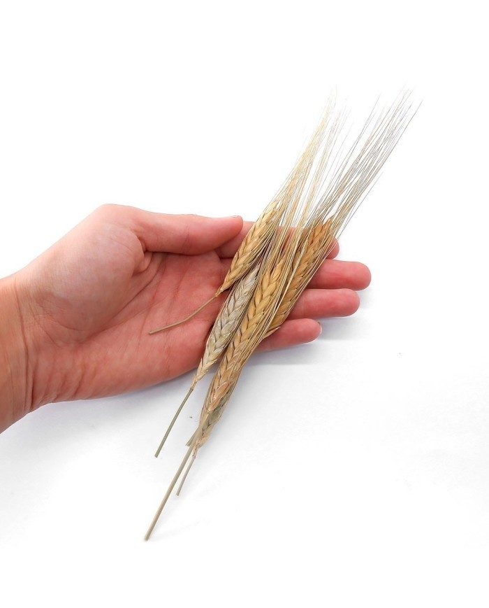 Kurutulmuş Çiçek - Kuru Başak Otu