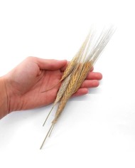 Kurutulmuş Çiçek - Kuru Başak Otu