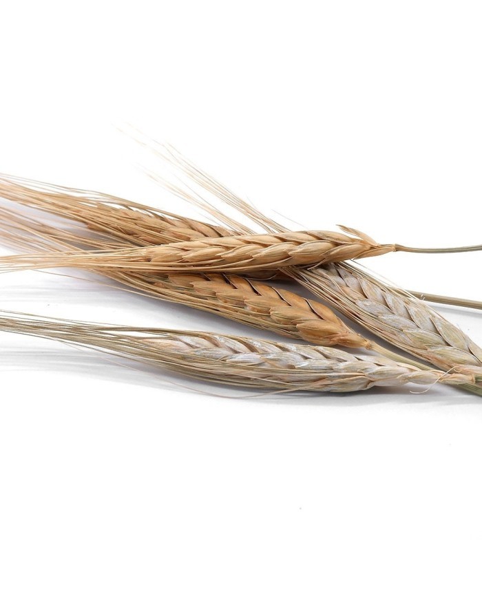 Kurutulmuş Çiçek - Kuru Başak Otu