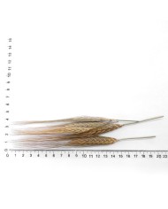 Kurutulmuş Çiçek - Kuru Başak Otu