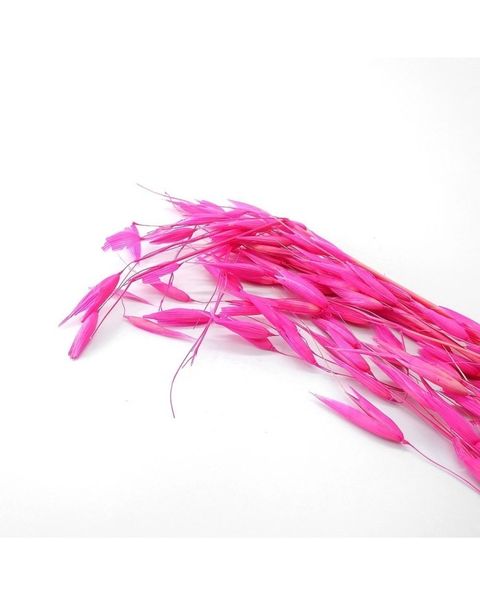 Kurutulmuş Çiçek - Kuru Yulaf Otu