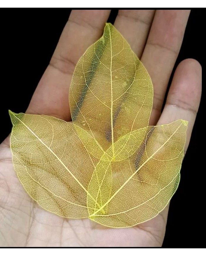 5li Kumaş Yaprak - Sarı