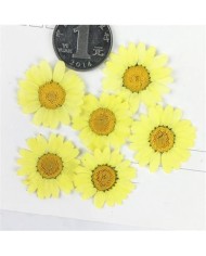 Kurutulmuş Papatya - Sarı 10 Adet