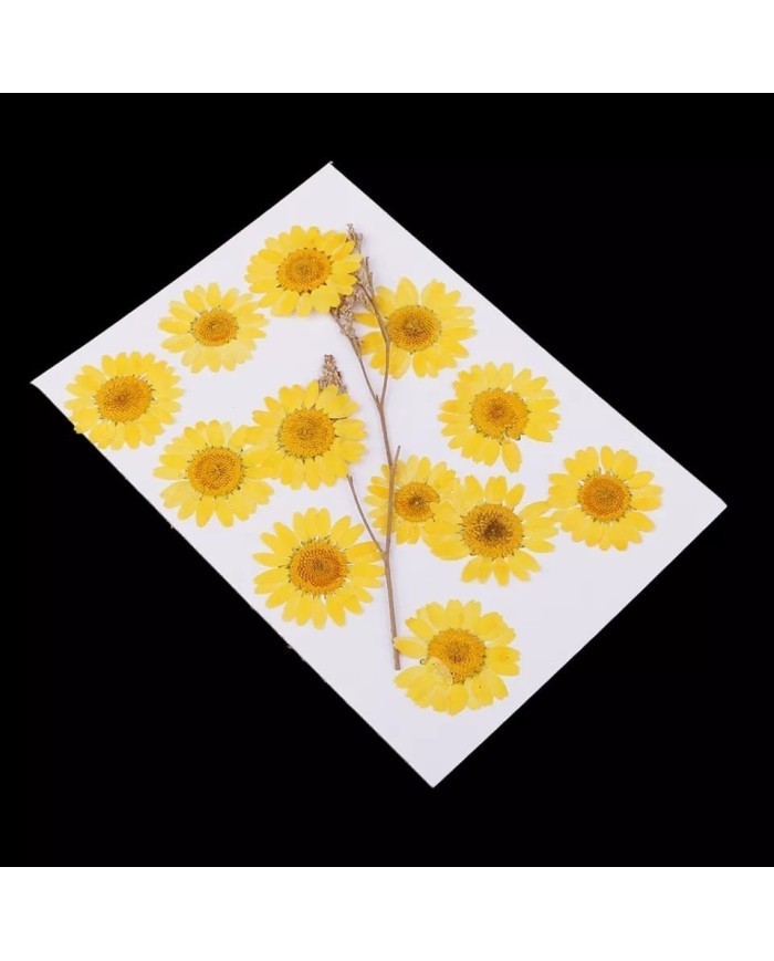 Kurutulmuş Papatya - Yumurta Sarı 10 adet