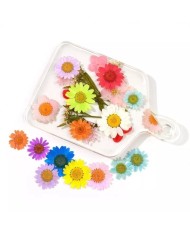 Kurutulmuş Papatya - Yumurta Sarı 10 adet