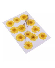 Kurutulmuş Papatya - Yumurta Sarı 10 adet